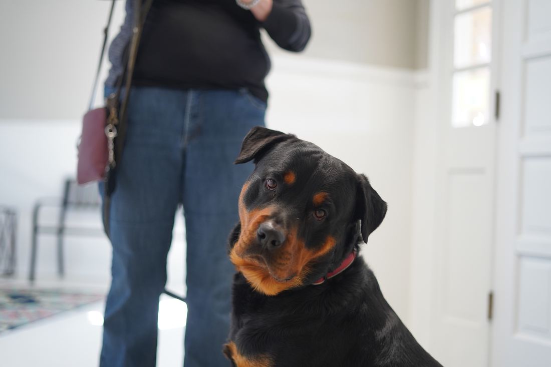 A rottweiler waiting with its owner